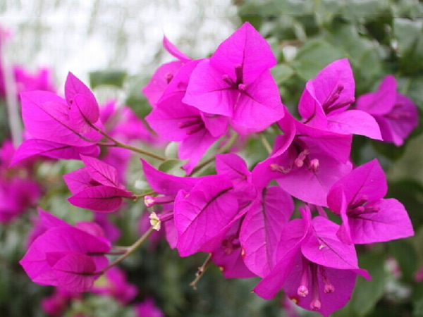 湘潭盤龍大觀園賞花一日游 湘潭盤龍大觀園賞花一日游
