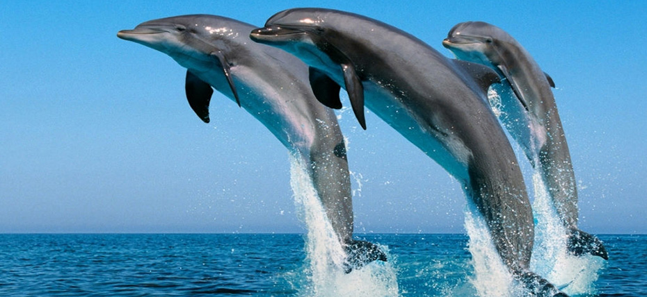 澳大利亞、新西蘭澳妙無瓊11日 澳大利亞、新西蘭澳妙無瓊11日