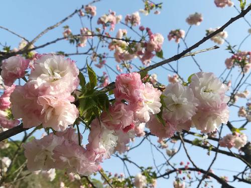 長沙潯龍河櫻花谷、田漢文化園一日游