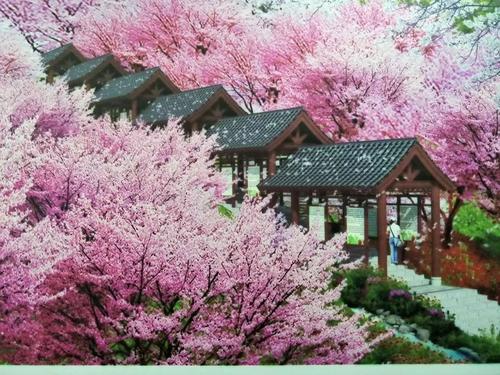 長沙潯龍河櫻花谷、田漢文化園一日游