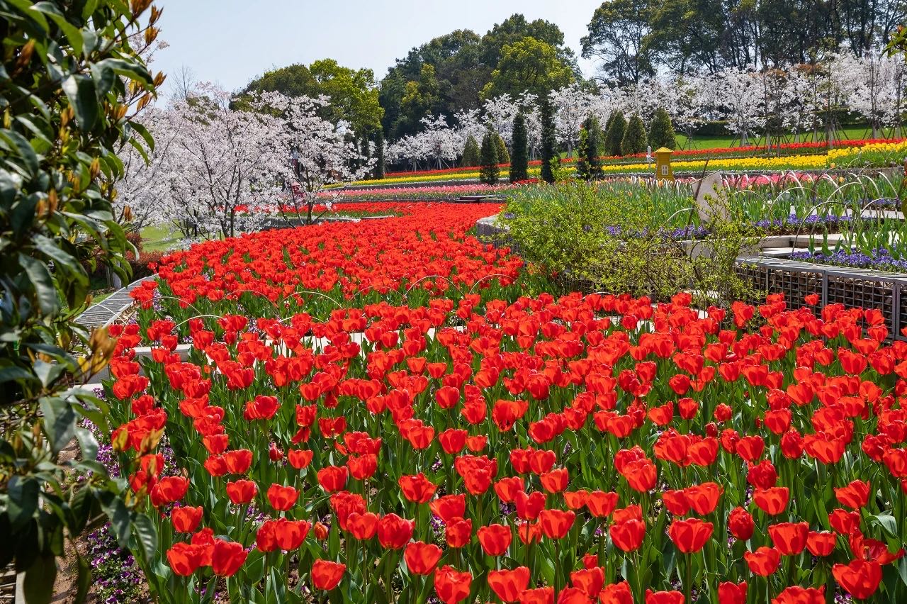 岳陽花語世界、汴河街一日游 岳陽花語世界、汴河街一日游
