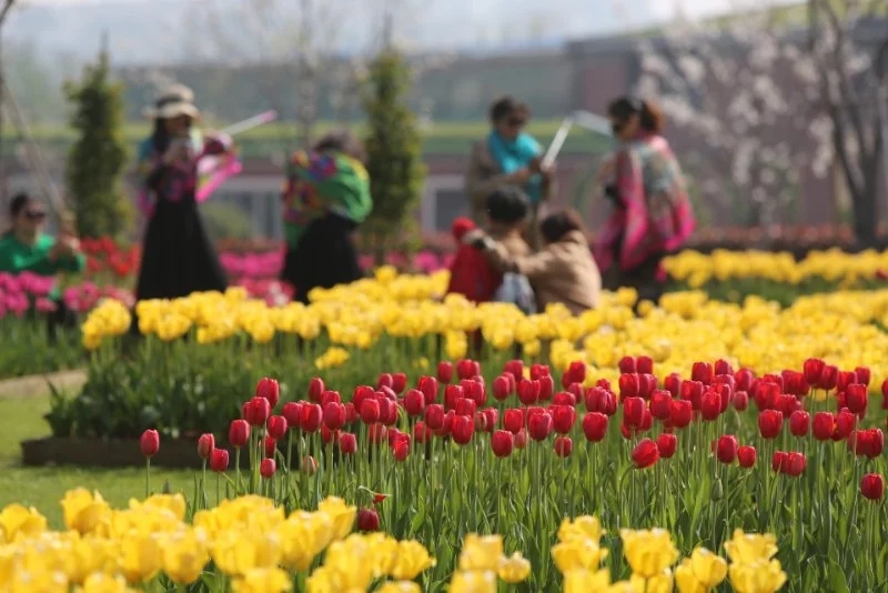 岳陽花語世界、汴河街一日游 岳陽花語世界、汴河街一日游