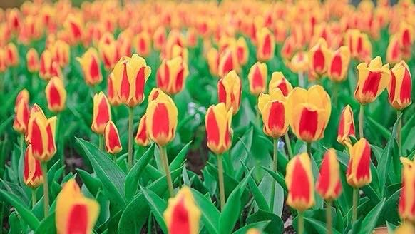 岳陽花語世界、汴河街一日游 岳陽花語世界、汴河街一日游